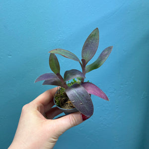 Tradescantia Purple Heart 'Silver Inch Plant'