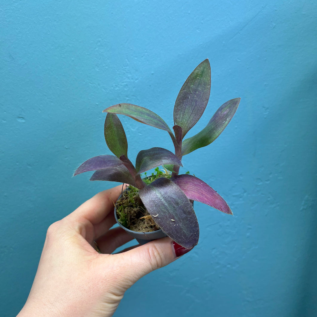 Tradescantia Purple Heart 'Silver Inch Plant'