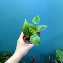 Load image into Gallery viewer, Philodendron Camposportoanum
