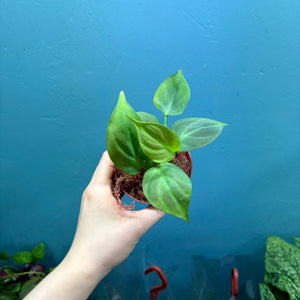 Philodendron Camposportoanum