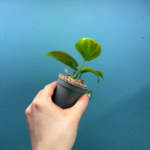 Philodendron Camposportoanum  Propagation Pot A