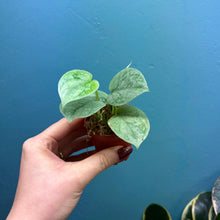 Load image into Gallery viewer, Scindapsus &#39;Silvery Ann&#39; Baby Plant
