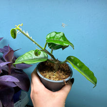 Load image into Gallery viewer, Hoya Villosa
