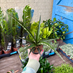 Sansevieria Trifasciata 'Megan'