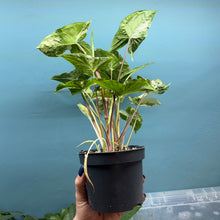 Load image into Gallery viewer, Syngonium Podophyllum Albo Variegata
