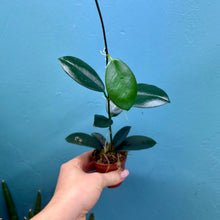 Load image into Gallery viewer, Hoya Australis Propagation Pot
