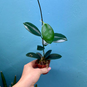 Hoya Australis Propagation Pot