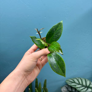 Baby Hoya Sunrise Propagation Pot