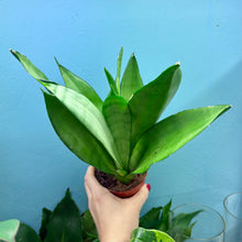 Load image into Gallery viewer, Sansevieria Trifasciata &#39;Snake Plant&#39; Moonshine
