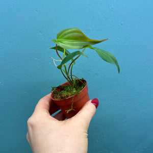 Baby Philodendron Scandens Micans