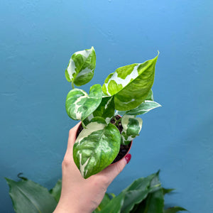 Epipremnum Aureum N'Joy