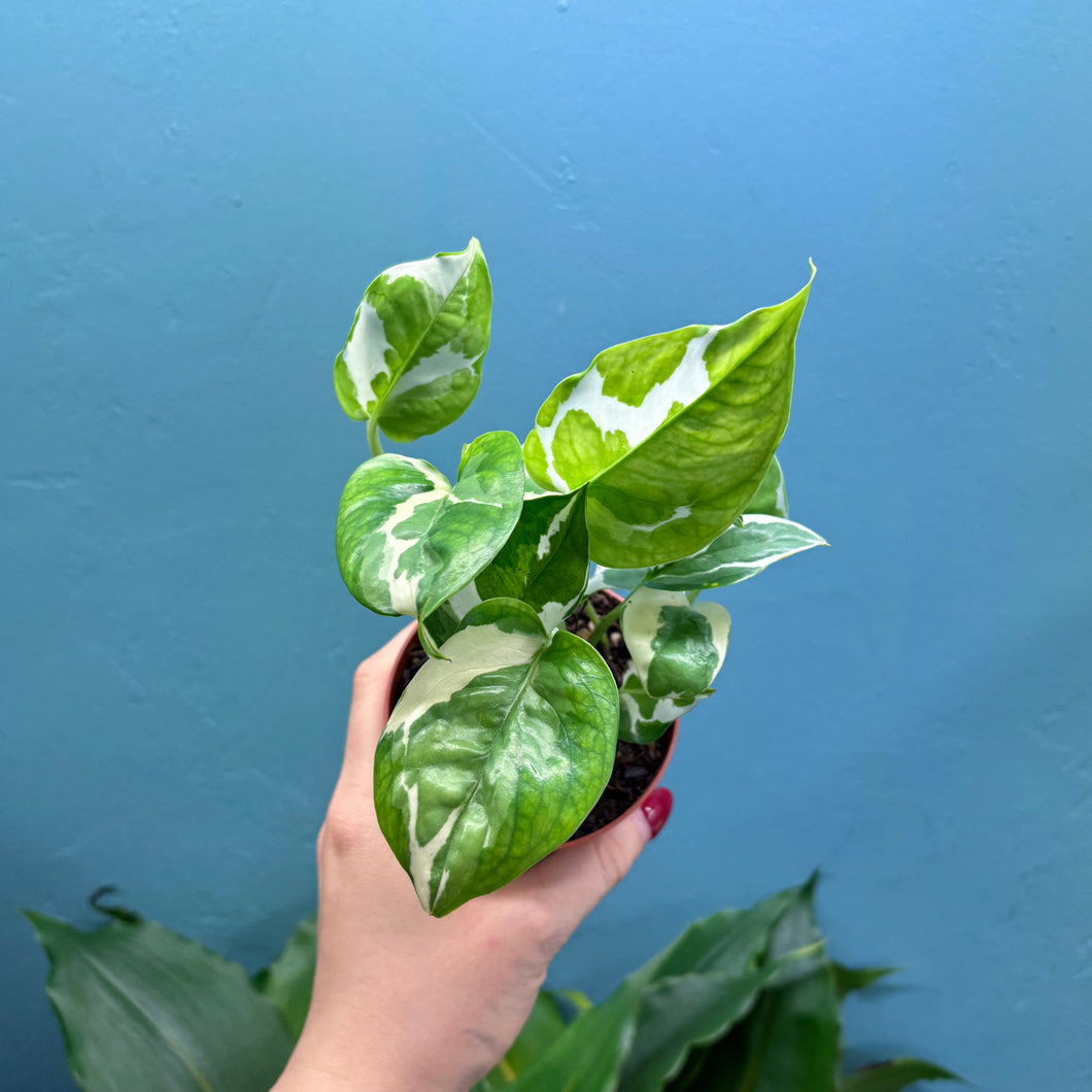 Epipremnum Aureum N'Joy