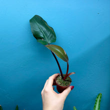 Load image into Gallery viewer, Philodendron &#39;Pink Princess&#39;
