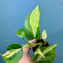 Load image into Gallery viewer, Philodendron &#39;Cream Splash&#39;
