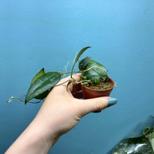 Load image into Gallery viewer, Baby Hoya Caudata Sumatra
