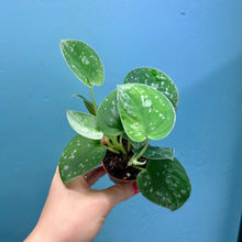 Load image into Gallery viewer, Scindapsus &#39;Silvery Ann&#39; Baby Plant
