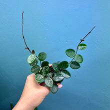 Load image into Gallery viewer, Baby Hoya Mathilde
