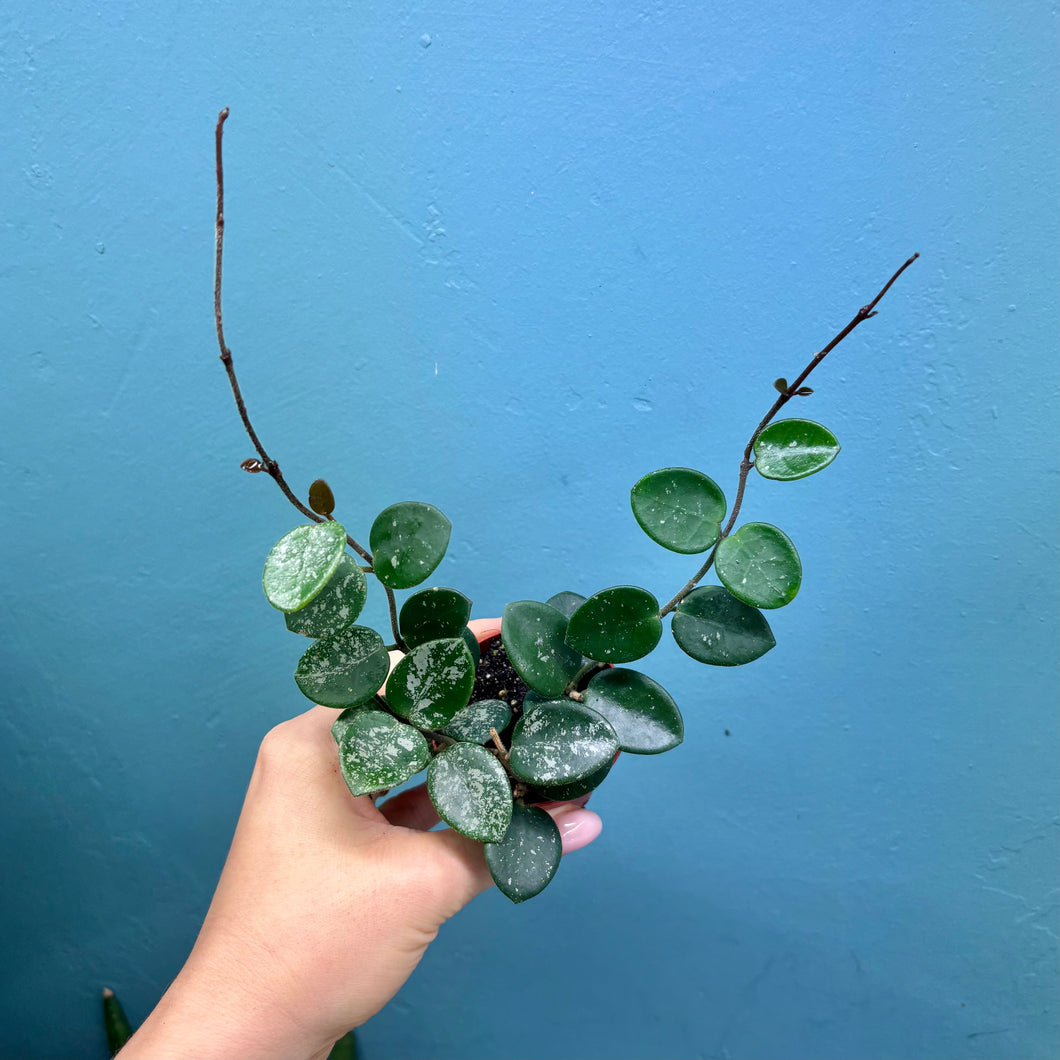Baby Hoya Mathilde