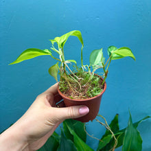 Load image into Gallery viewer, Philodendron Scandens &#39;Brasil&#39;
