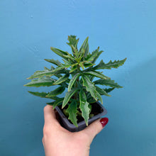 Load image into Gallery viewer, Kalanchoe 'Spider'
