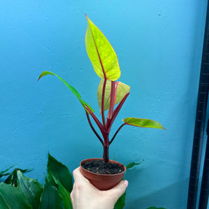 Philodendron 'Painted Lady'