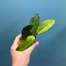 Load image into Gallery viewer, Hoya Crassipetiolata Propagation Pot
