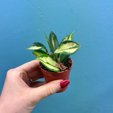Load image into Gallery viewer, Baby Hoya Tricolour &#39;Krimson Princess&#39;

