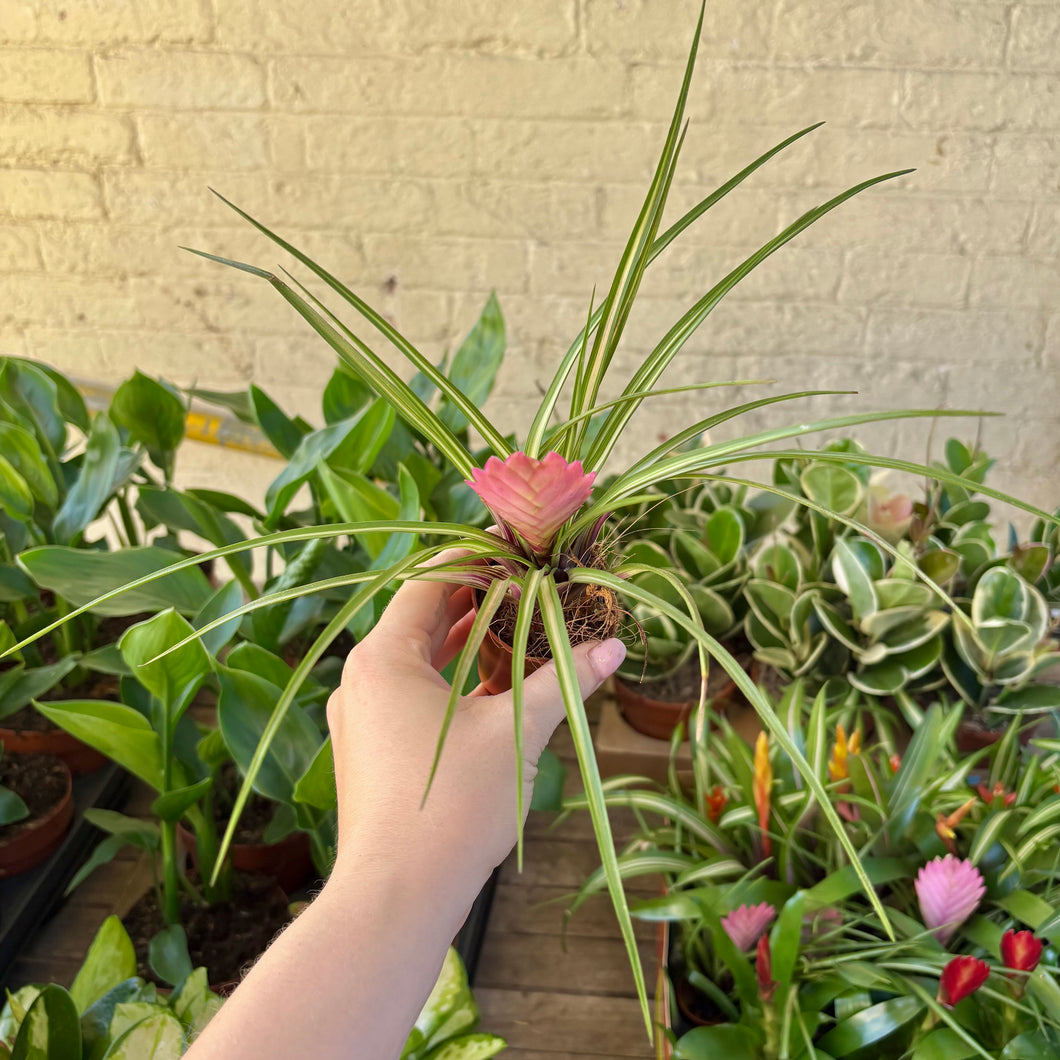 Guzmania (Baby Bromeliad)