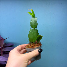 Load image into Gallery viewer, Schlumbergera 'Christmas Cactus' Propagation Pot
