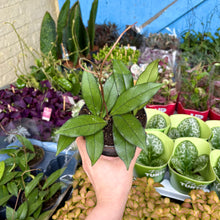 Load image into Gallery viewer, Hoya Crassipetiolata
