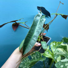 Load image into Gallery viewer, Philodendron Atabapoense
