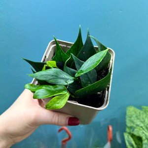 Hoya Polyneura Rooted Cuttings