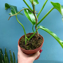 Load image into Gallery viewer, Philodendron 'Jerry Horne'
