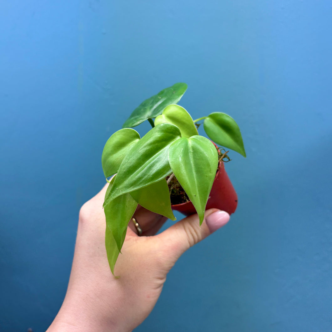 Philodendron Scandens Propagation Pot