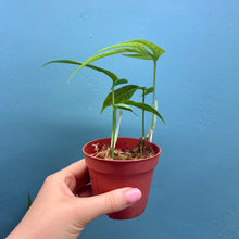 Load image into Gallery viewer, Amydrium Medium Silver Rooted Cuttings
