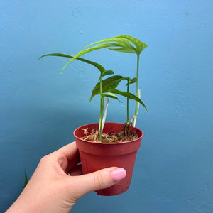 Amydrium Medium Silver Rooted Cuttings