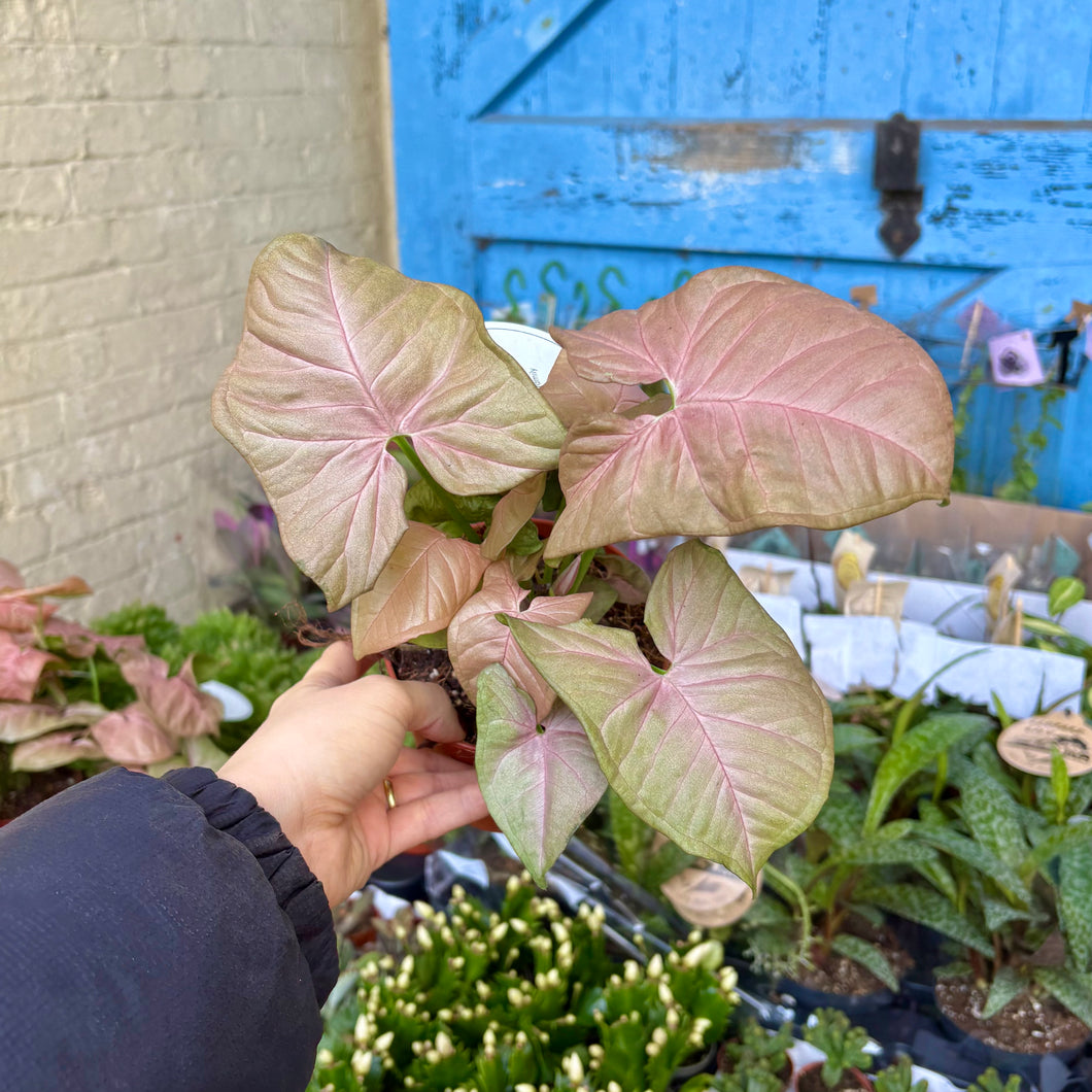 Syngonium 'Neon Robusta' (Arrowhead Vine)