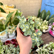 Load image into Gallery viewer, Sedum Sieboldii Variegata
