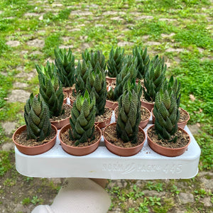 Haworthia Reinwardtii