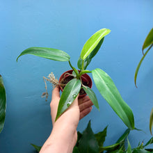 Load image into Gallery viewer, Philodendron &#39;Jerry Horne&#39;
