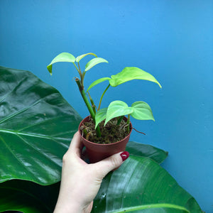 Philodendron Camposportoanum