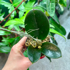 Hoya Australis Propagation Pot