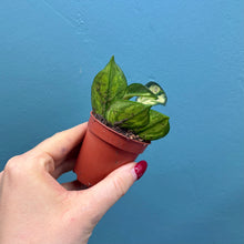 Load image into Gallery viewer, Baby Hoya Tricolour &#39;Krimson Princess&#39;
