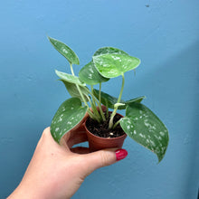 Load image into Gallery viewer, Scindapsus &#39;Silvery Ann&#39; Baby Plant
