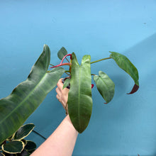 Load image into Gallery viewer, Philodendron Atabapoense
