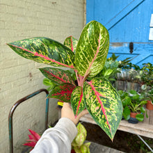 Load image into Gallery viewer, Aglaonema &#39;Spring Red&#39; (Chinese Evergreen)

