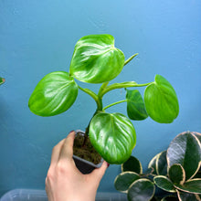 Load image into Gallery viewer, Home Grown Houseplant Wonky Bargain Bundle - Philodendron, Sansevieria &amp; Syngonium
