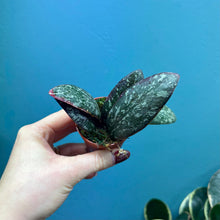 Load image into Gallery viewer, Hoya Sigitalis Propagation Pot
