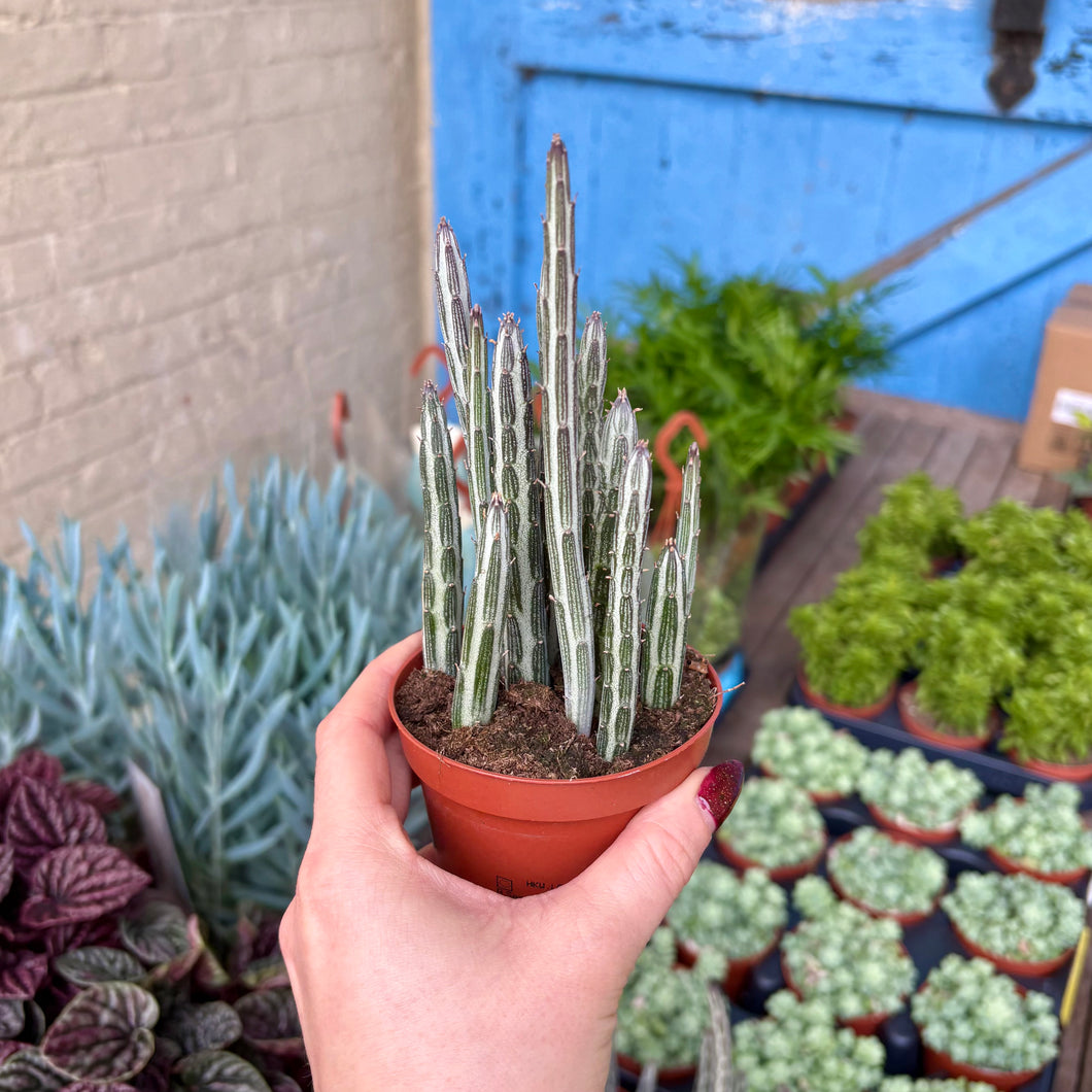 Senecio Stapeliiformis 'Pickle Plant'