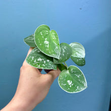 Load image into Gallery viewer, Scindapsus &#39;Silvery Ann&#39; Baby Plant
